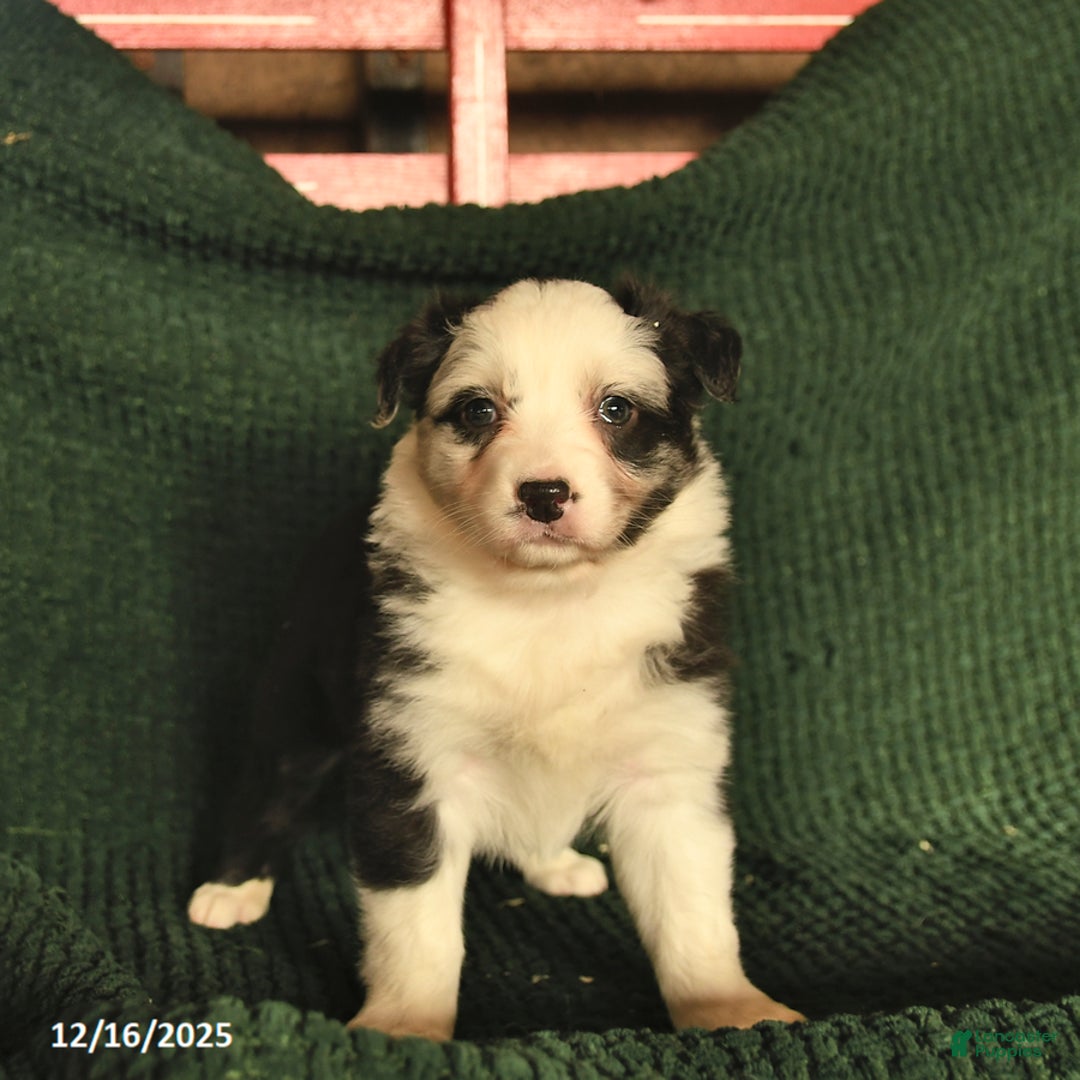 Australian Shepherd dogs for sale: Carli  - Ad 1