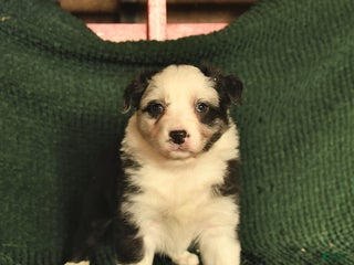 Australian Shepherd dogs Carli - Ad 33