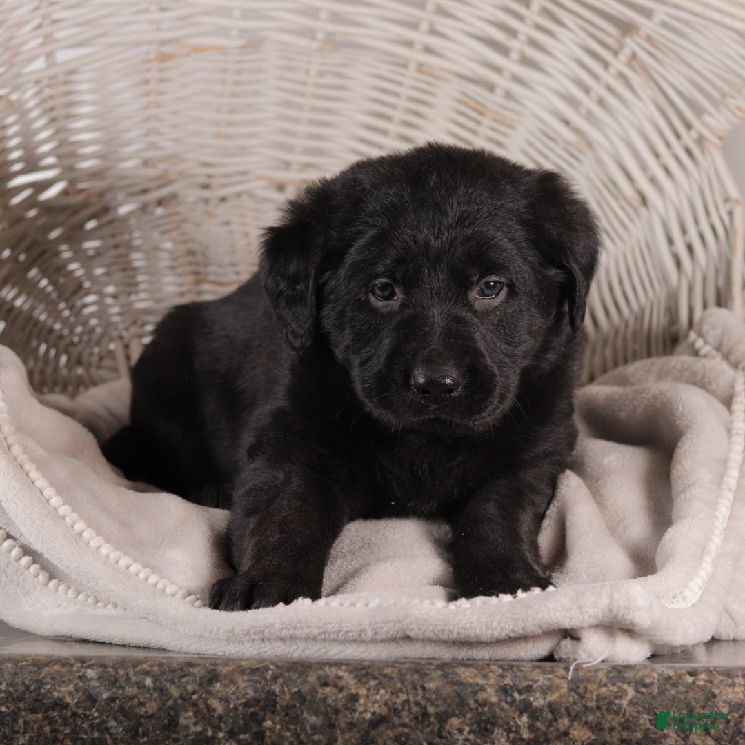 Mixed Breed dogs for sale: Connie - Ad 4