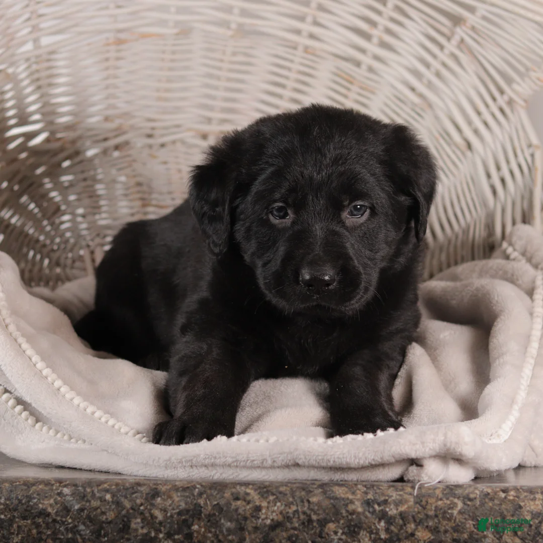 Mixed Breed dogs for sale: Connie - Ad 4