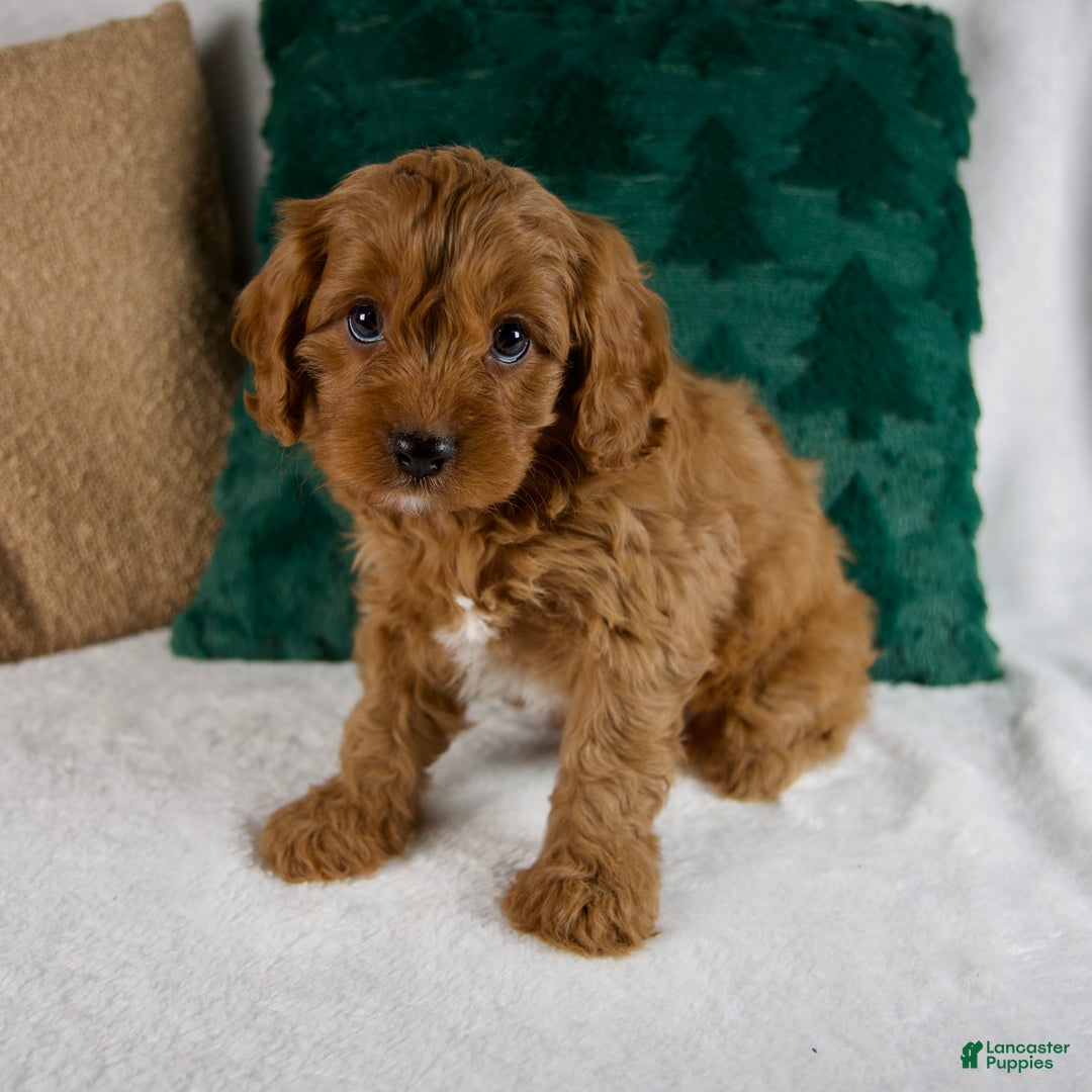 Cavapoo dogs for sale: Blake - Ad 3
