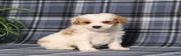 Miniature Poodle dogs for sale: X-Man - Ad 2