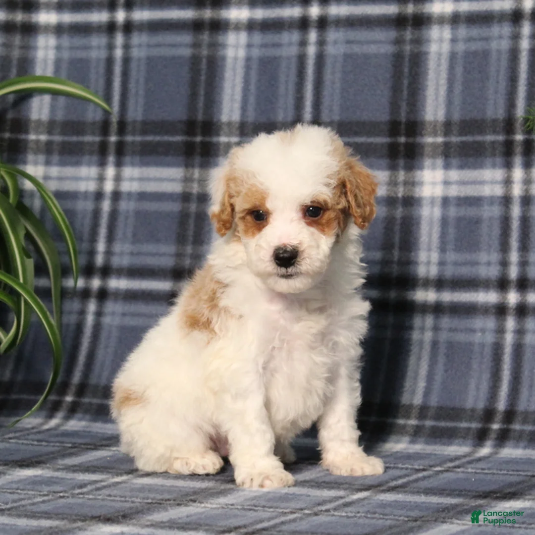 Miniature Poodle dogs for sale: X-Man - Ad 2
