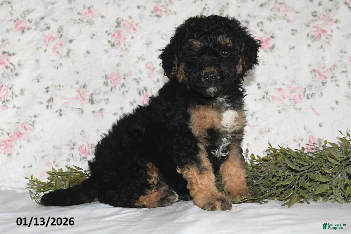 Mini Aussiedoodle dogs Asher - Ad 24