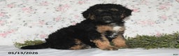 Mini Aussiedoodle dogs for sale: Asher - Ad 1