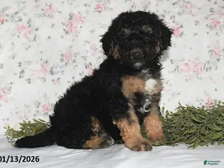 Mini Aussiedoodle dogs Asher - Ad 14