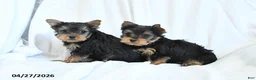 Yorkshire Terrier dogs for sale: Jojo - Ad 5