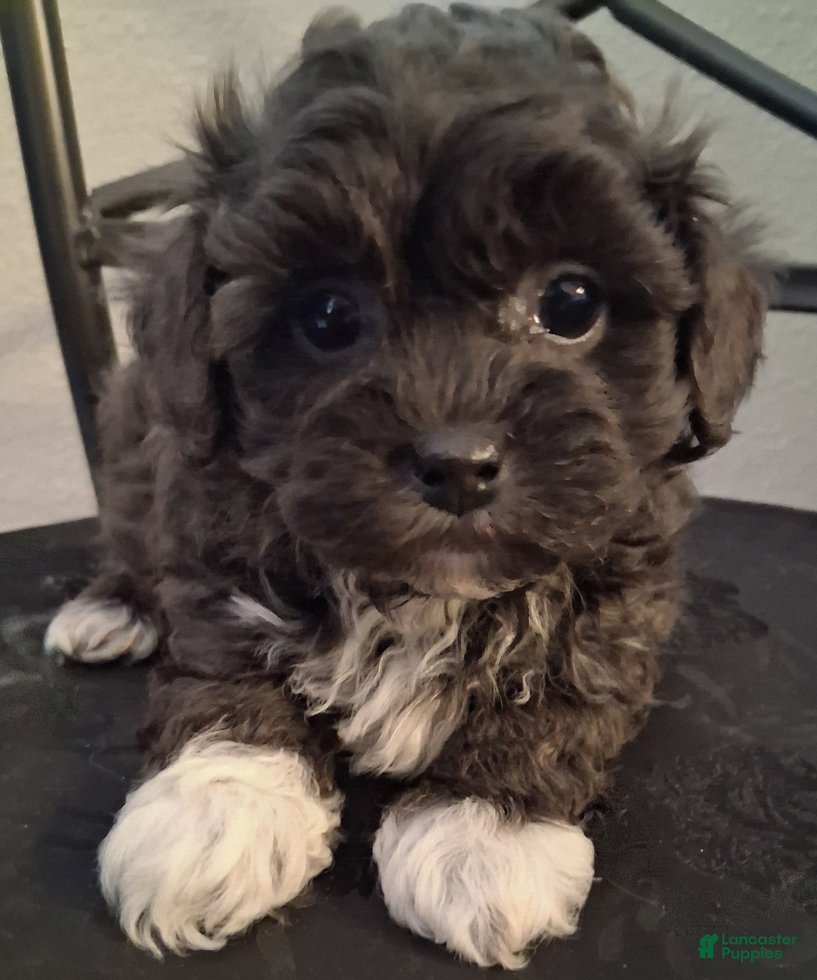 Shihpoo dogs Hosea - Ad 3