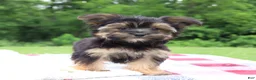 Morkie dogs for sale: Pepper - Ad 4
