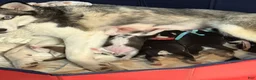 Siberian Husky dogs for sale: Princess Nixie - Ad 11
