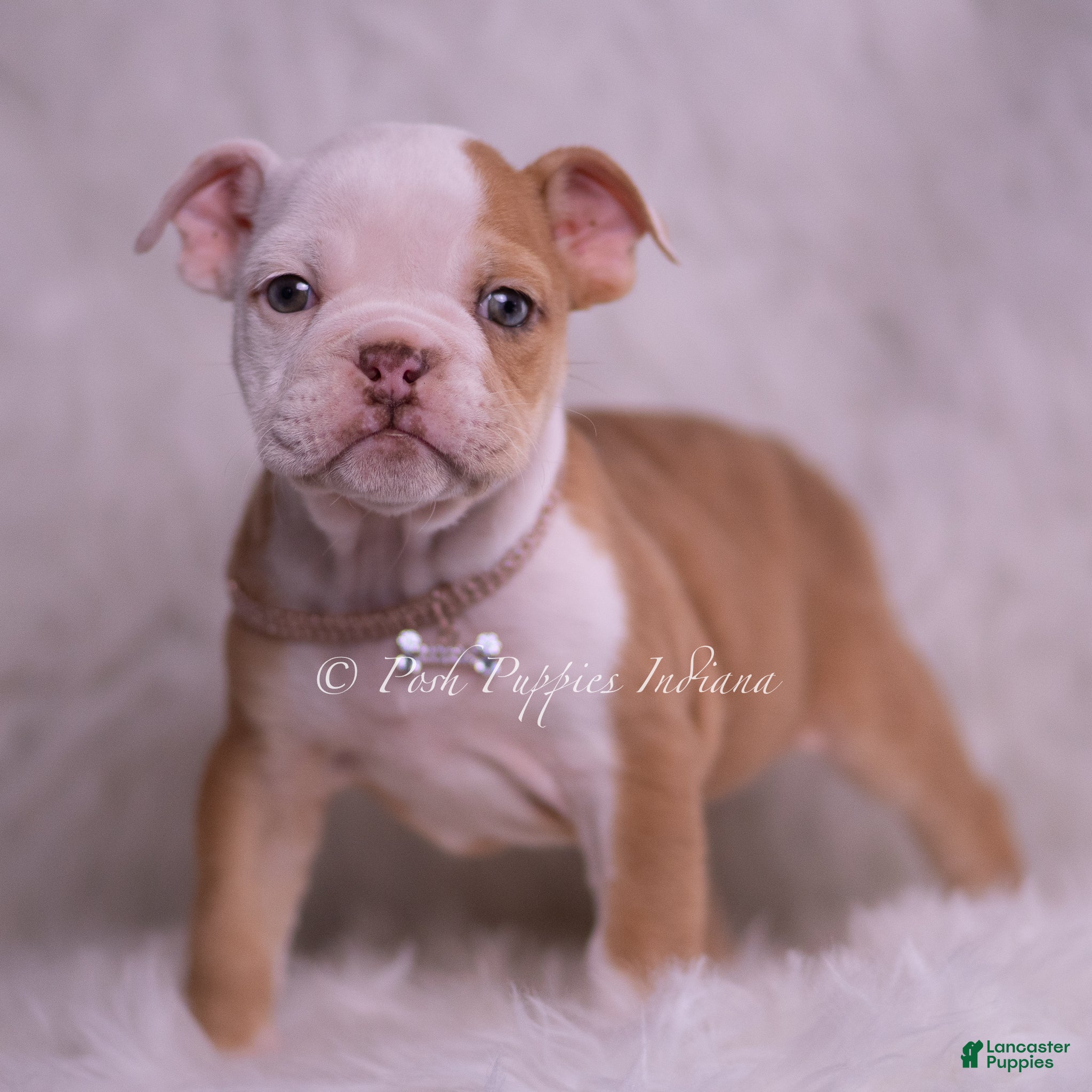 English Bulldog dogs Anastasia - Ad 1