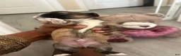 Shih Tzu dogs for sale: Shih Tzu 1 Breezy  - Ad 7