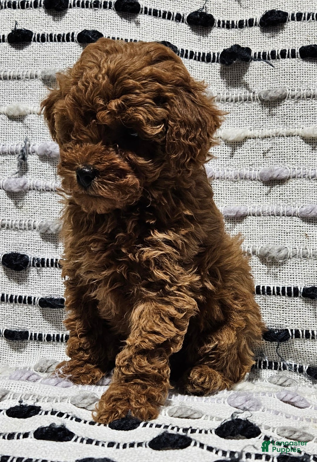 Toy Poodle dogs for sale: Brice - Ad 3