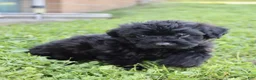Yorkiepoo dogs for sale: Sugar - Ad 5