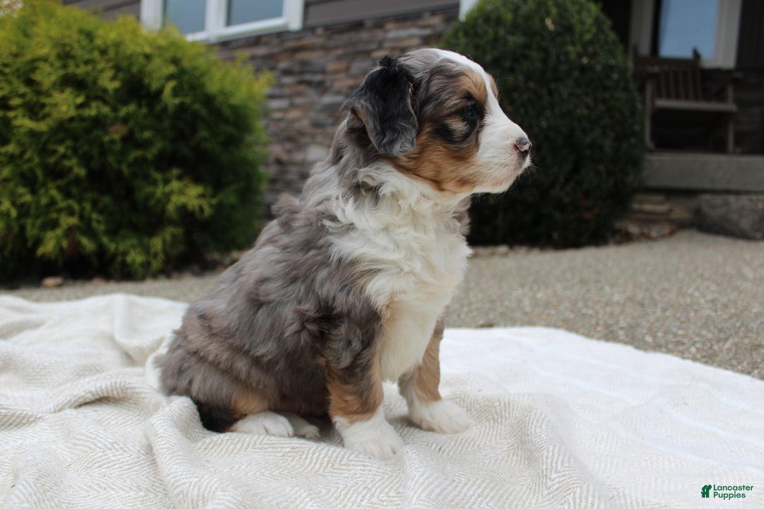 Mini Bernedoodle dogs for sale: Lucia  - Ad 2