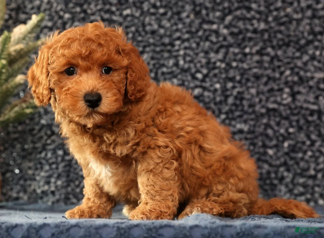 Bichpoo dogs for sale: Felix - Ad 8