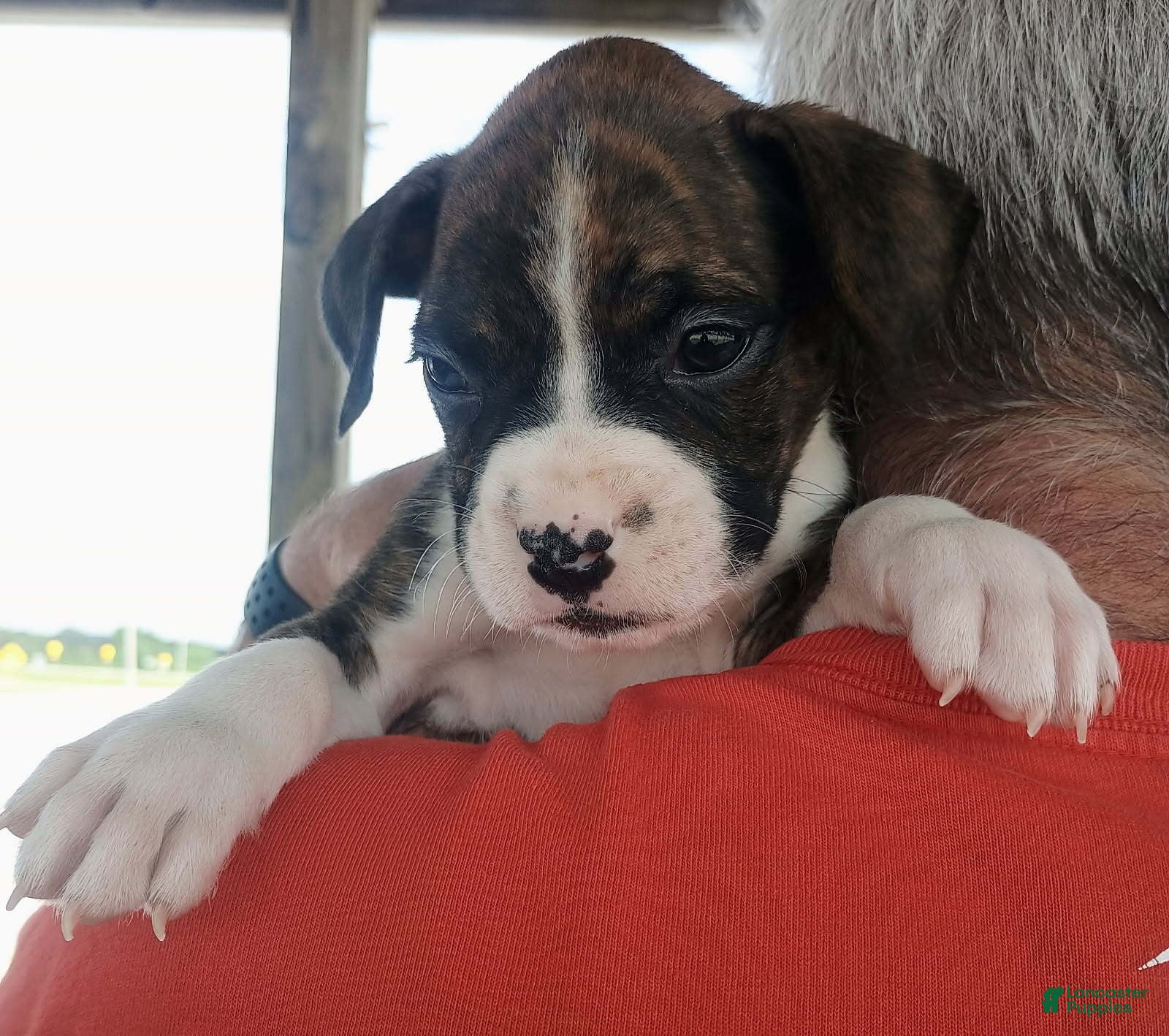 Boxer dogs Miss McDreamy - Ad 1