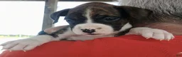 Boxer dogs for sale: Miss McDreamy - Ad 1