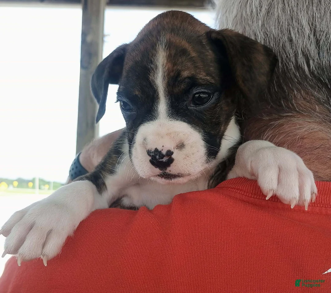 Boxer dogs for sale: Miss McDreamy - Ad 1