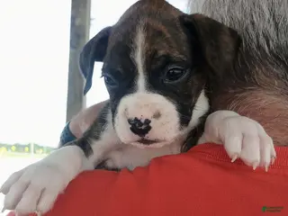 Boxer dogs for sale: Miss McDreamy - Ad 2