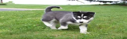 Siberian Husky dogs for sale: Ace - Ad 4