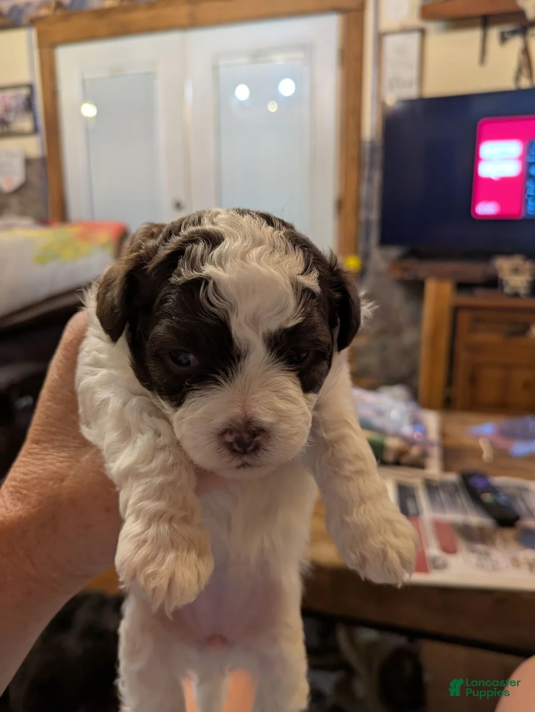 Shihpoo dogs for sale: Jewel - Ad 2