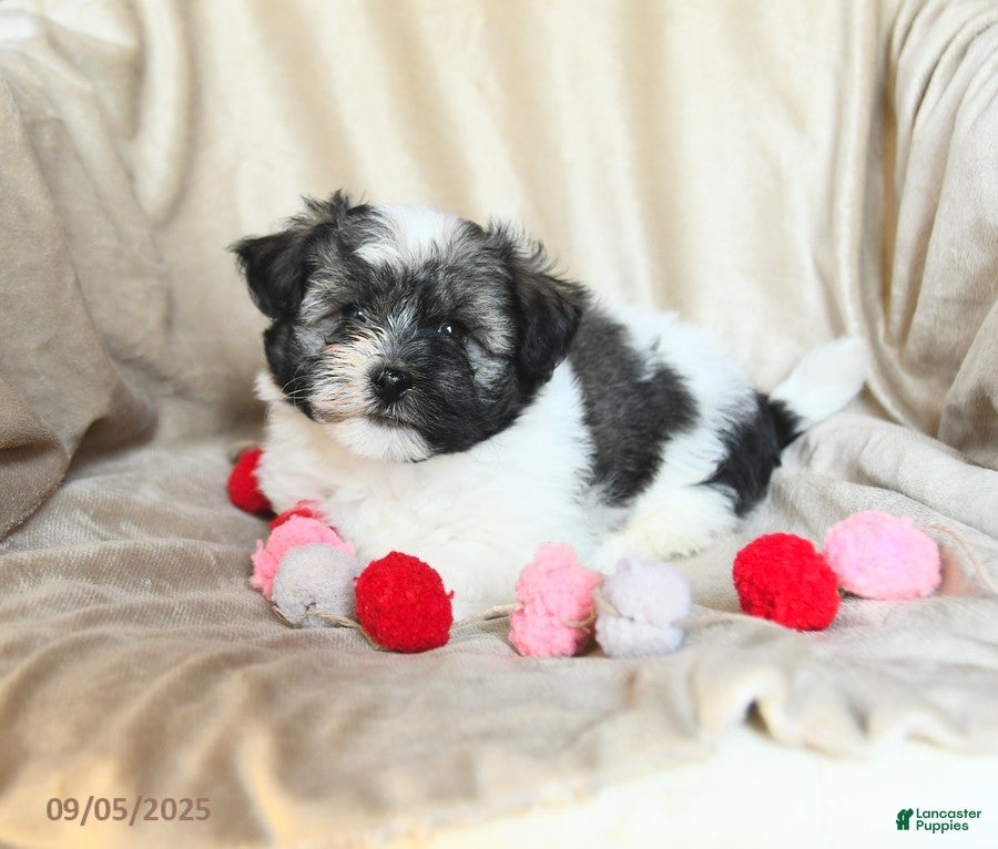 Havanese Puppies Havamalt For Sale Near Me Cute Havamalt Puppies
