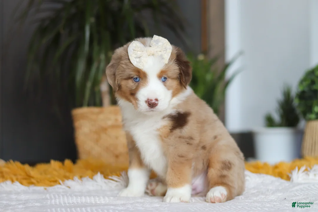 Australian Shepherd dogs for sale: Outback - Ad 3