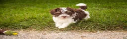 Havanese dogs for sale: Sherlock Havanese  - Ad 10