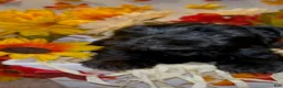 Shorkie dogs for sale: Blacky - Ad 3