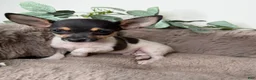 Chihuahua dogs for sale: “Saint” Male Chihuahua  - Ad 8