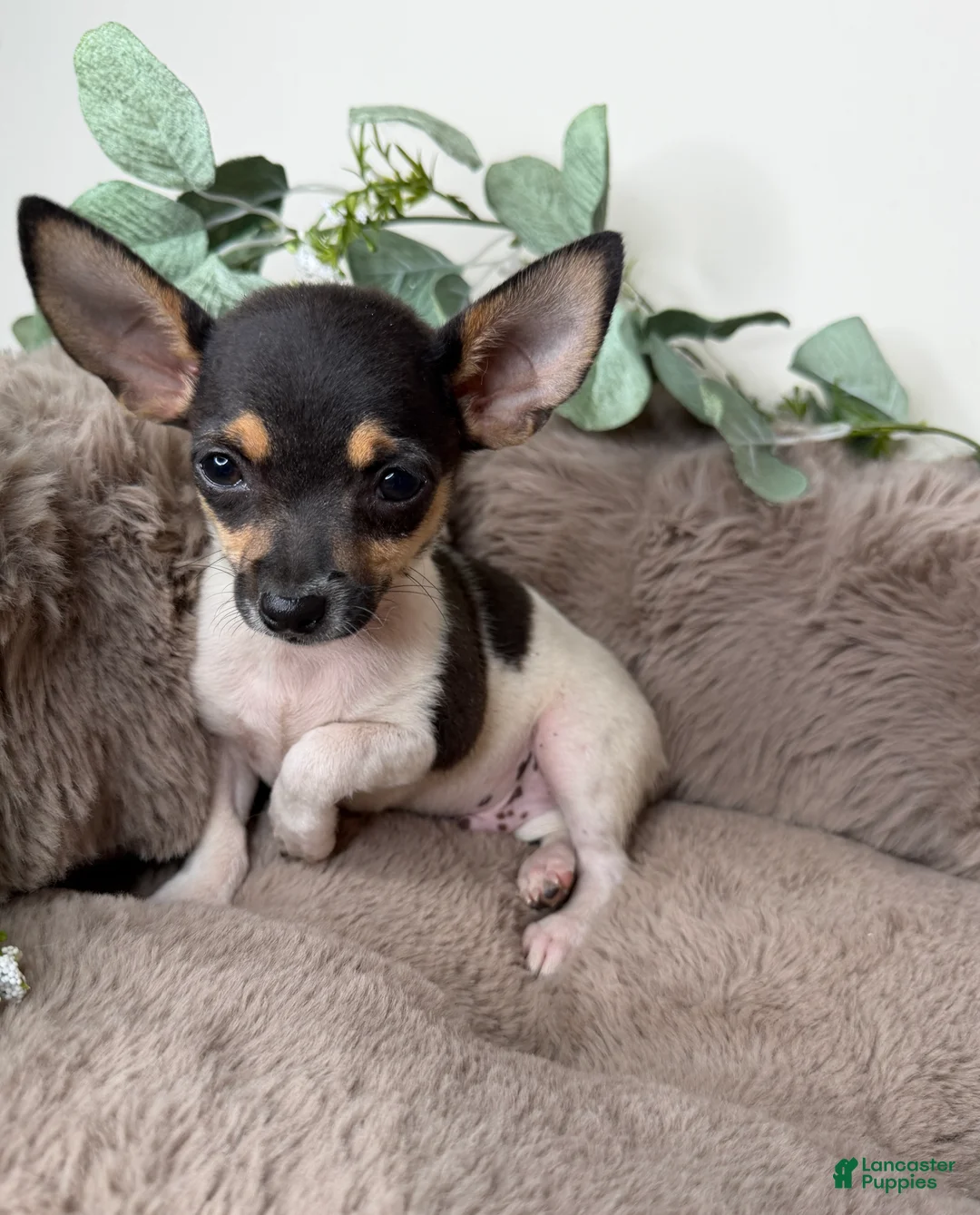 Chihuahua dogs for sale: “Saint” Male Chihuahua  - Ad 8