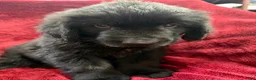 Newfoundland dogs for sale: Newfoundland 3 - Ad 2