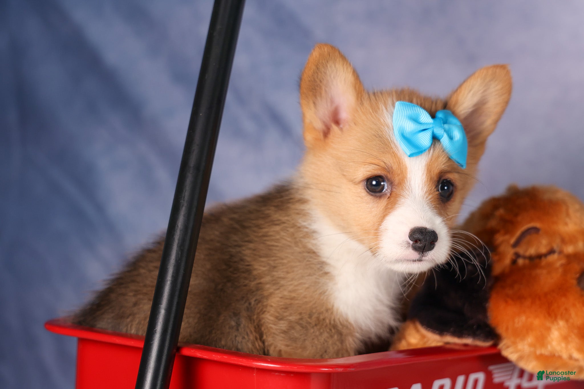 Welsh Corgi Pembroke dogs for sale: Benji💙 - Ad 1