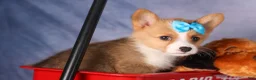 Welsh Corgi Pembroke dogs for sale: Benji🐾💙 - Ad 10