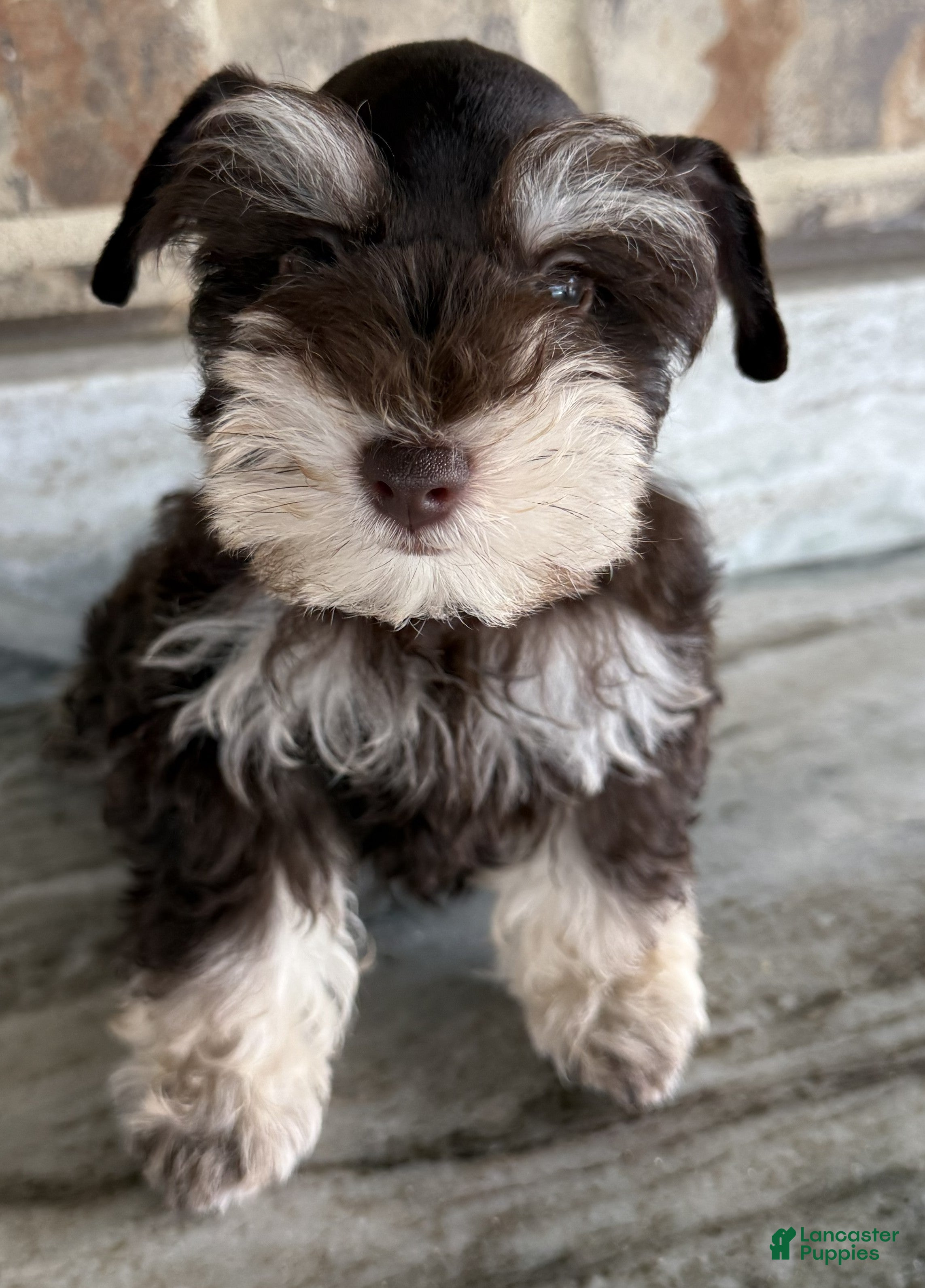 Miniature Schnauzer dogs Comet - Ad 2