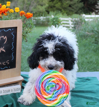 Aussiedoodle dogs Fiona - Ad 2