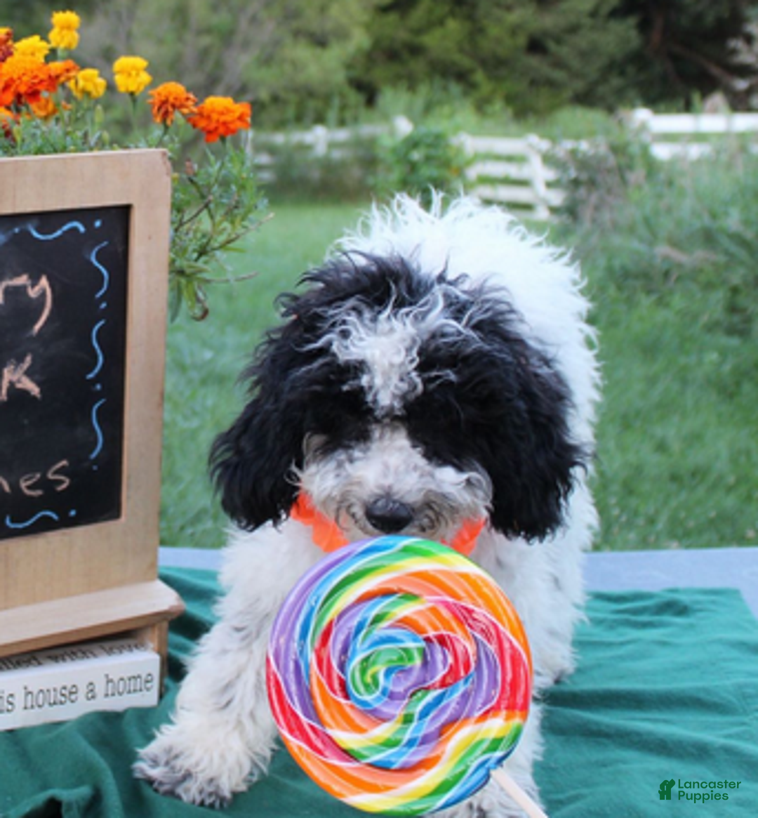 Aussiedoodle dogs for sale: Fiona - Ad 2