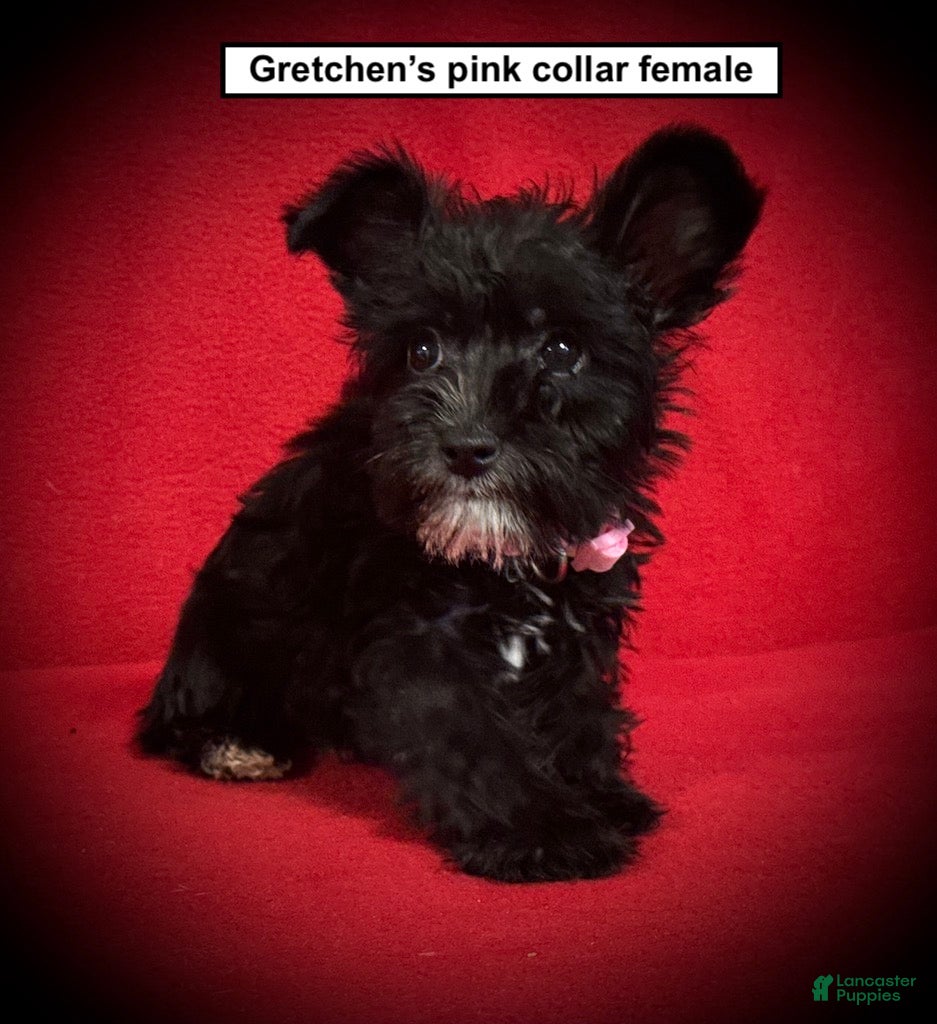 Miniature Schnauzer dogs AKC Gretchen's Pink Collar Female - Ad 42