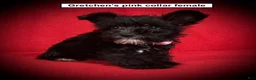 Miniature Schnauzer dogs for sale: AKC Gretchen's Pink Collar Female - Ad 1
