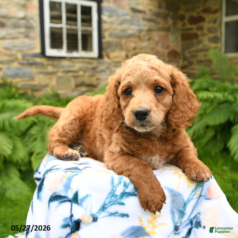 Cockapoo dogs Dexter - Ad 1