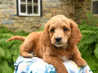 Cockapoo dogs for sale: Dexter - Ad 4