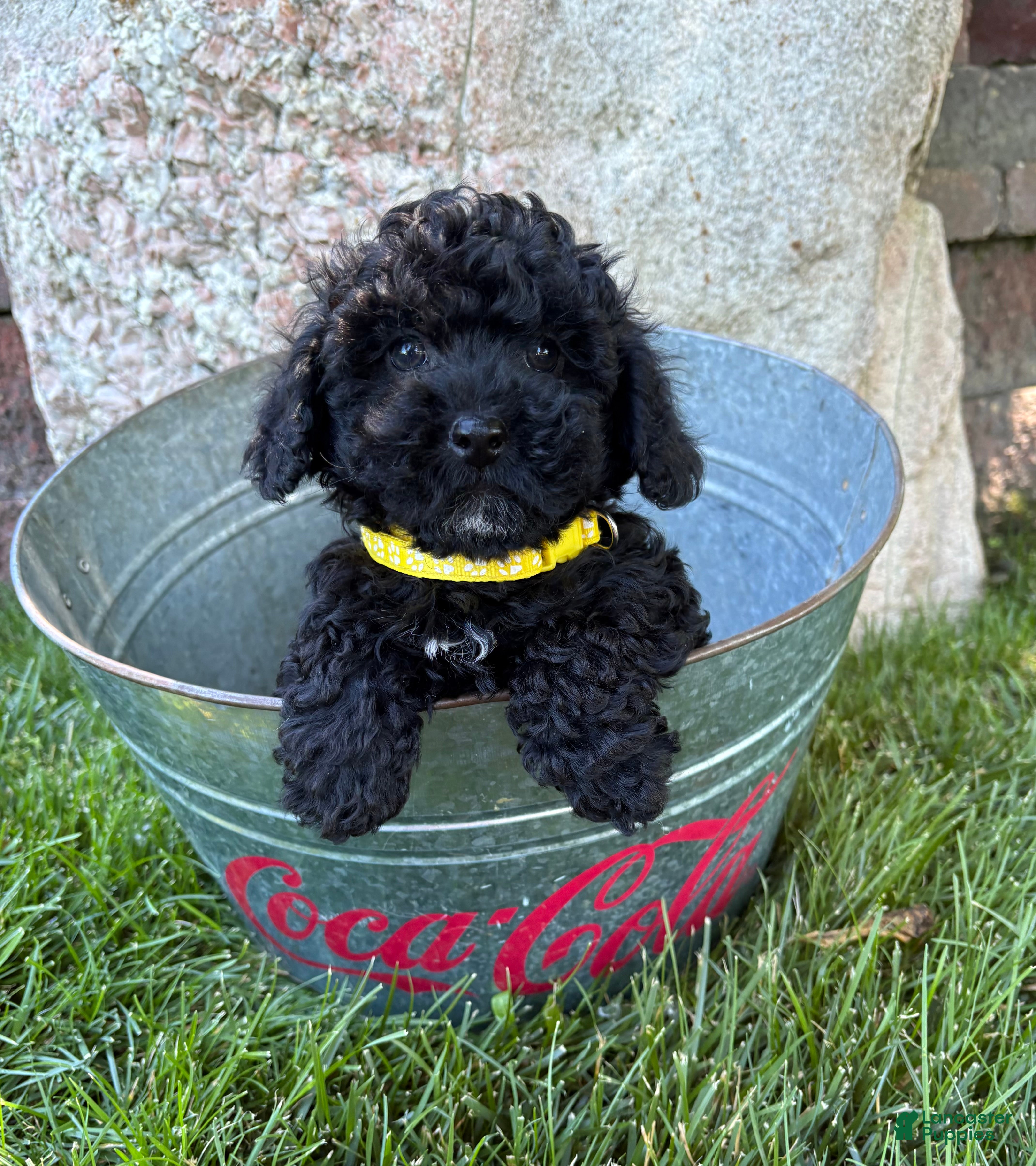 Havapoo dogs Austin - Ad 2