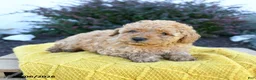 Toy Poodle dogs for sale: Elias - Ad 3