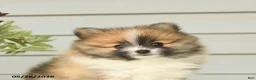 Pomeranian dogs for sale: Godwin - Ad 4