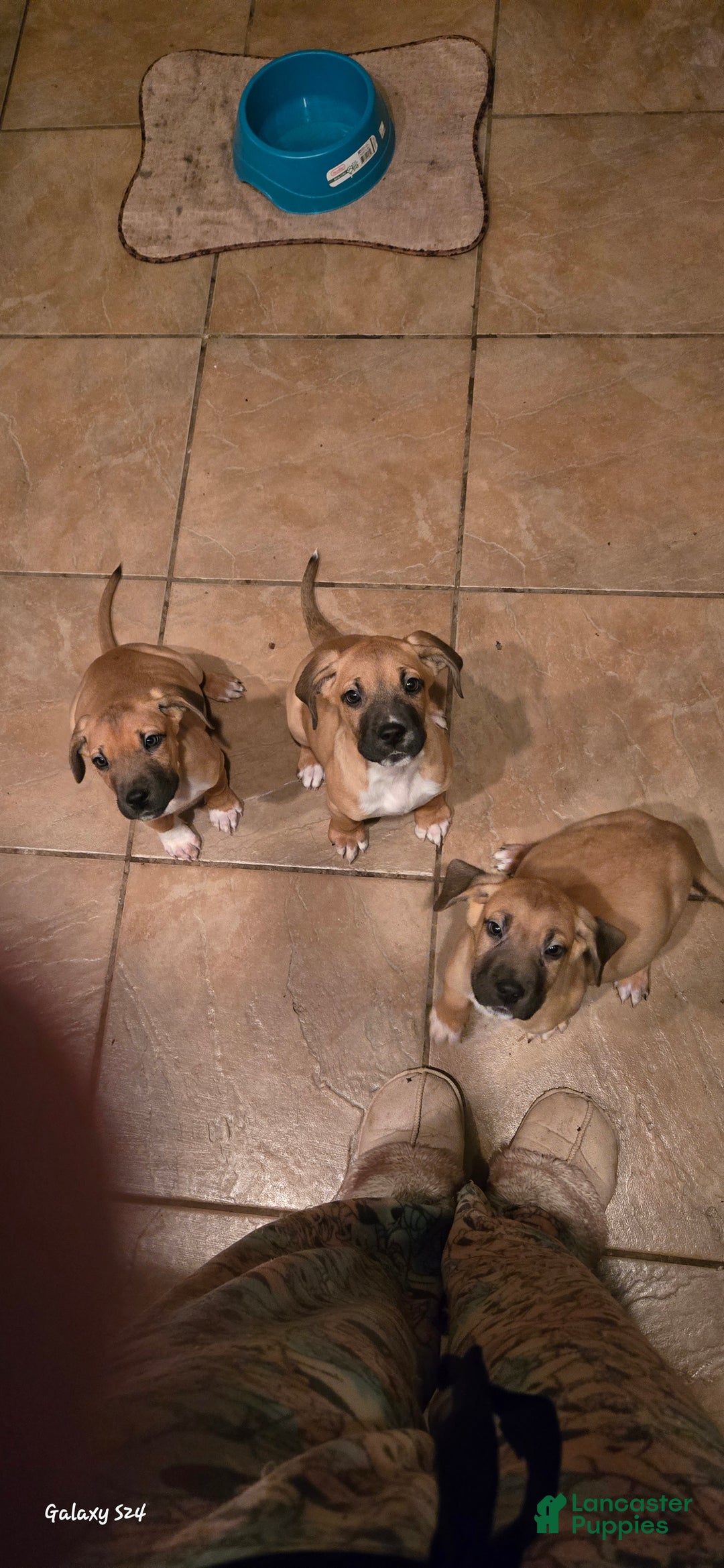 Mixed Breed dogs for sale: Mixed Breed Puppy 2 - Ad 3