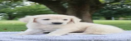 Golden Retriever dogs for sale: Golden Retriever 2 Scott - Ad 3