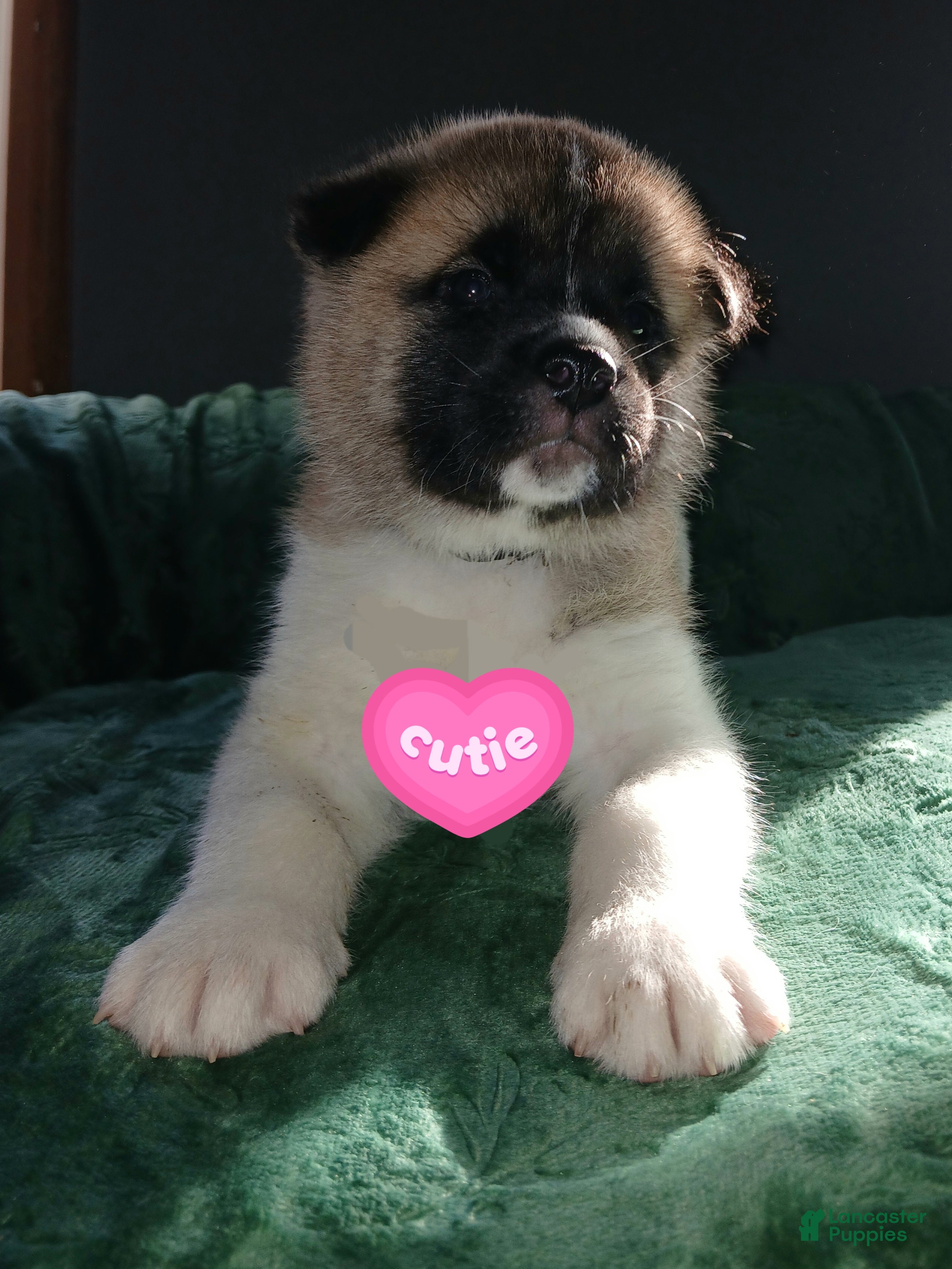 Akita dogs Briar - Ad 2