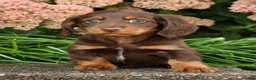 Miniature Dachshund dogs for sale: Dewey - Ad 7