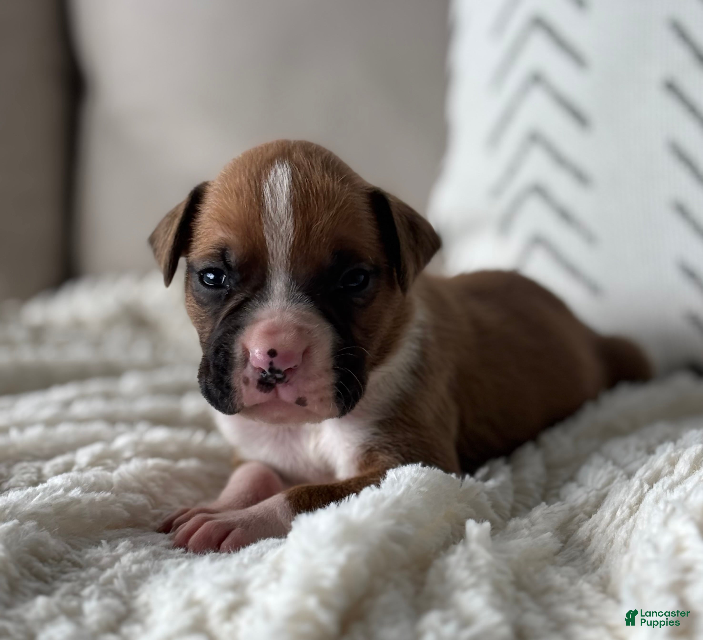 Boxer dogs Dozer - Ad 1